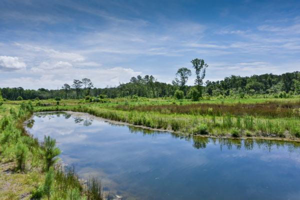 duck hunting property mcclellanville dupreroad-mcclellanville