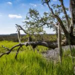 Waterfront Edisto Island Salt Point