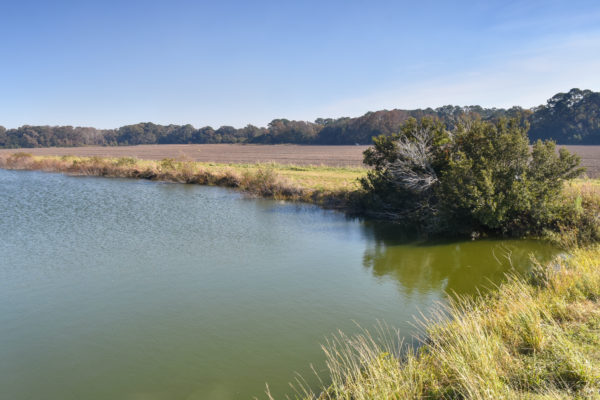 whaley farm mccants road rockville