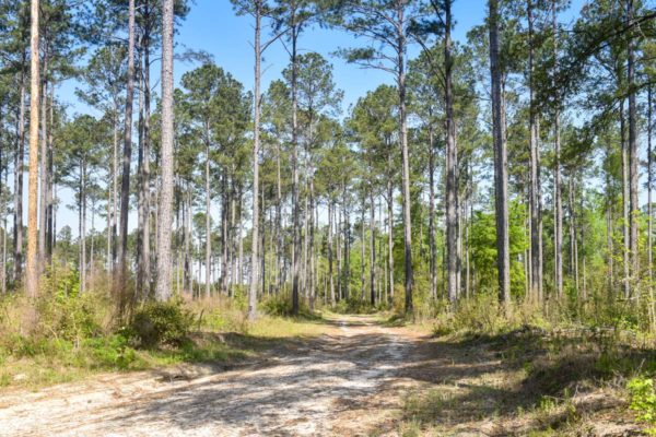 salkehatchie hunting property hampton county sc