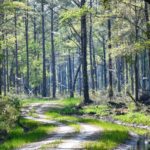 hunting land in sc salkehatchie woods yemassee sc