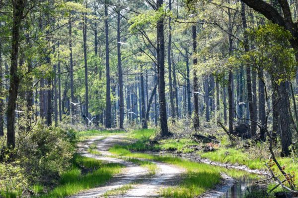 hunting land in sc salkehatchie woods yemassee sc