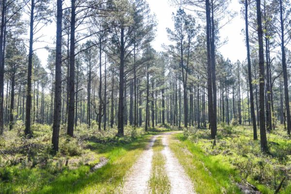 hunting land in sc hampton county salkehatchie road