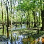 salkehatchie woods conservation property hampton county sc