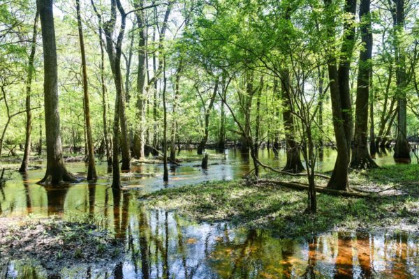 salkehatchie woods conservation property hampton county sc