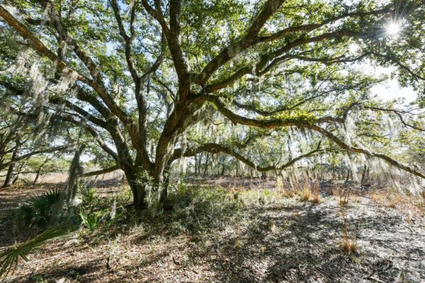 marshfront land for sale meggett, archfield lot 5c