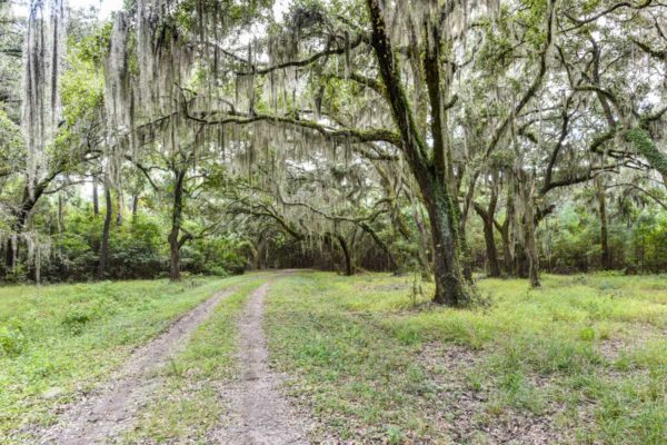 Black Pond Lane Wadmalaw