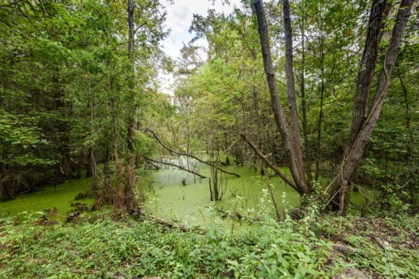 Black Pond Lane Wadmalaw