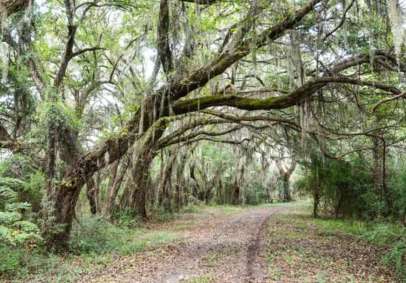 Conservation Easements Black Pond Lane Wadmalaw