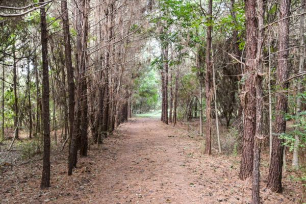 Black Pond Lane Wadmalaw