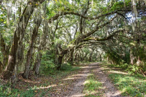 Black Pond Lane Wadmalaw