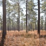 Willtown Plantation ACE Basin Charleston SC Quail Hunting