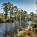 Willtown Plantation ACE Basin Charleston SC Quail Hunting