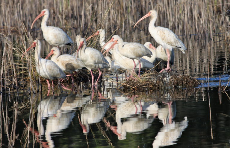 american white ibis ace basin