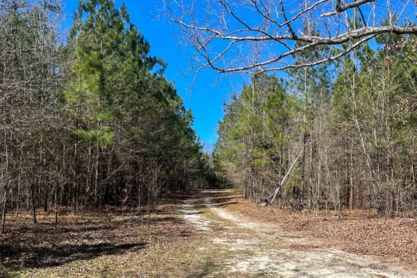 Barnwell County Land Ebenezer Rd Blackville SC