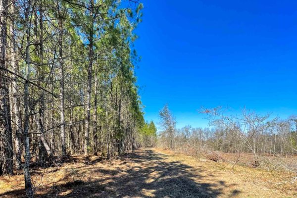 EbenezerRdBlackvilleBarnwellCountyLand