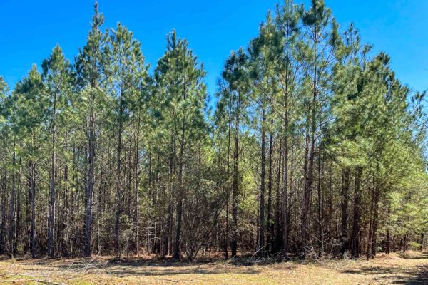 Barnwell County Land Ebenezer Rd Blackville SC