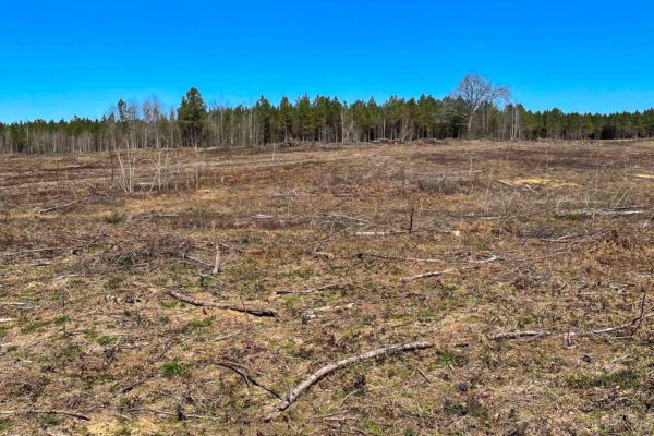 EbenezerRdBlackvilleBarnwellCountyLand