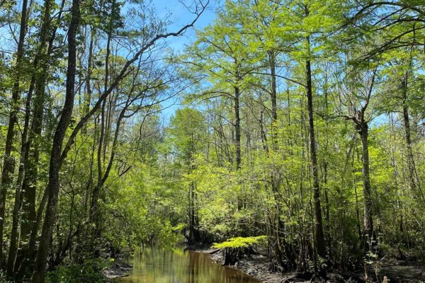 toby creek georgetown