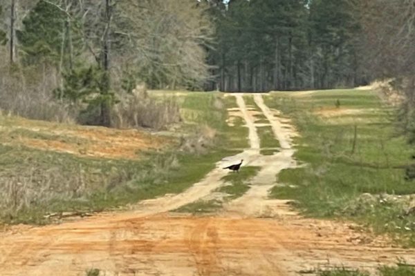 Santee River Betaw Plantation Property St Stephens