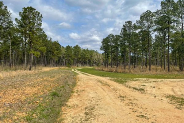 Santee River Betaw Plantation Property St Stephens