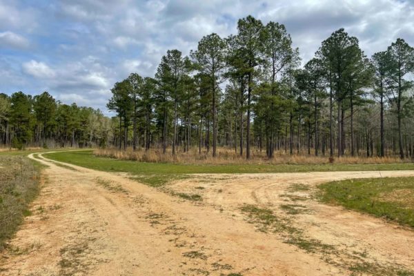 Santee River Betaw Plantation Property St Stephens