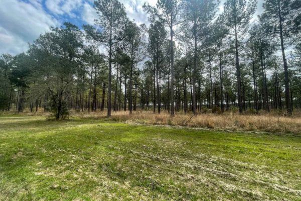 Santee River Betaw Plantation Property St Stephens