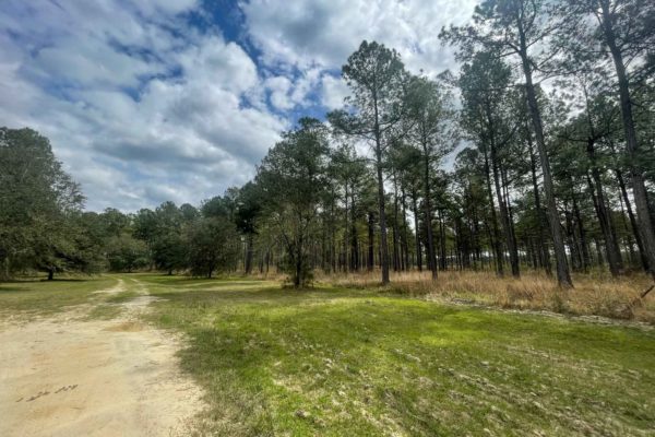 Santee River Betaw Plantation Property St Stephens