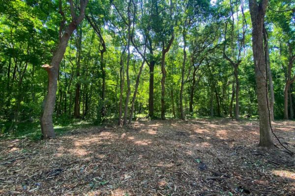 3331 Breakaway Trail Wooded Lot Johns Island Angel Plantation