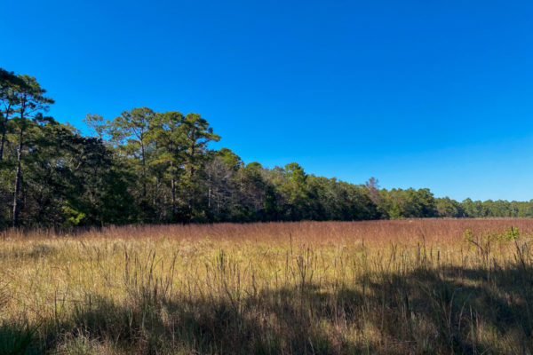 Vacant Land Johns Island 2806 Evans Way