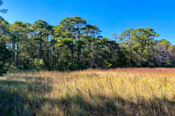 Vacant Land Johns Island 2806 Evans Way