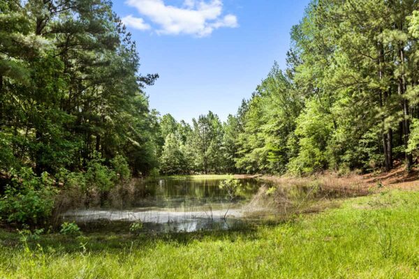 salters williamsburg county hunting land 230 acres