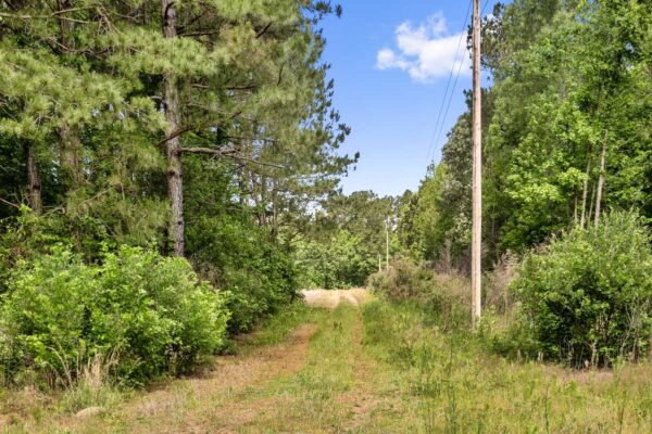 salters williamsburg county hunting land 230 acres