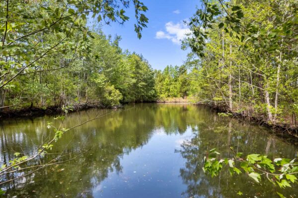 salters williamsburg county hunting land 230 acres