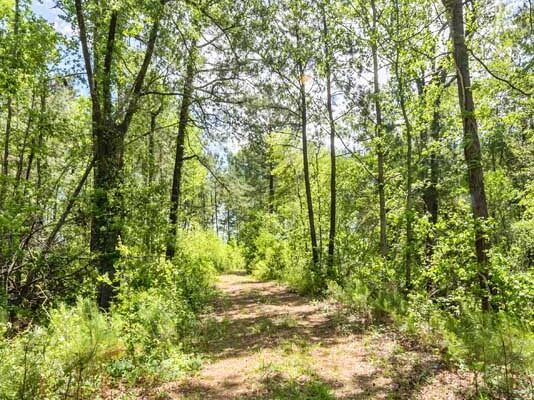 salters williamsburg county hunting land 230 acres