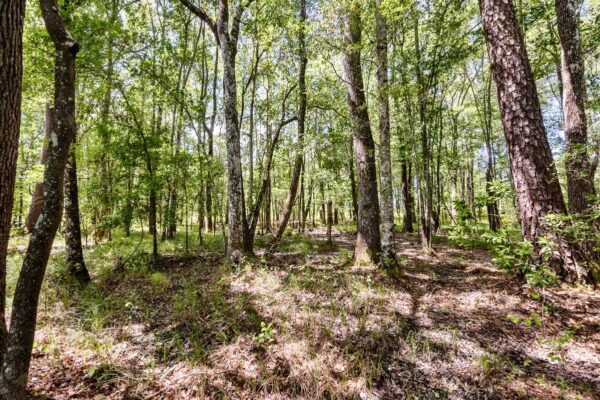 salters williamsburg county hunting land 230 acres