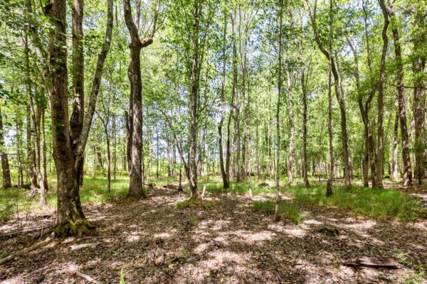 salters williamsburg county hunting land 230 acres