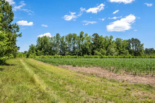 salters williamsburg county hunting land 230 acres