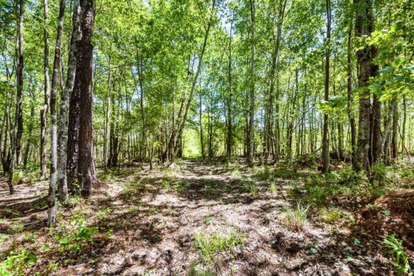 salters williamsburg county hunting land 230 acres