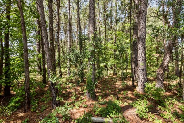 salters williamsburg county hunting land 230 acres