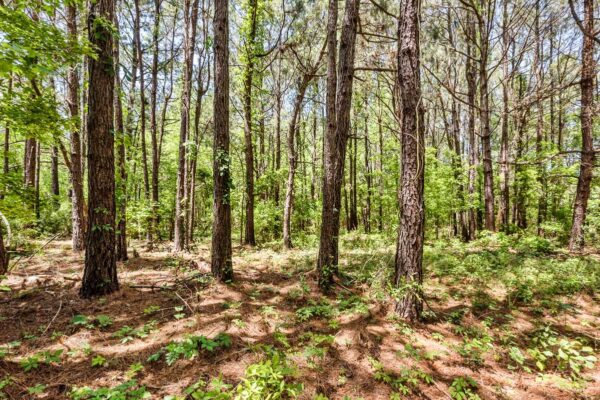 salters williamsburg county hunting land 230 acres