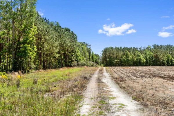 salters williamsburg county hunting land 230 acres