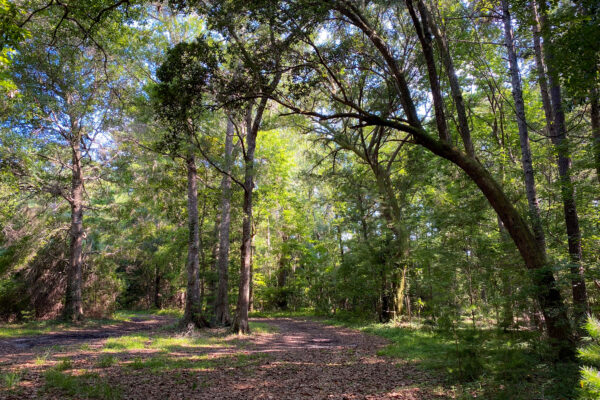 land for sale johns island edenvale road