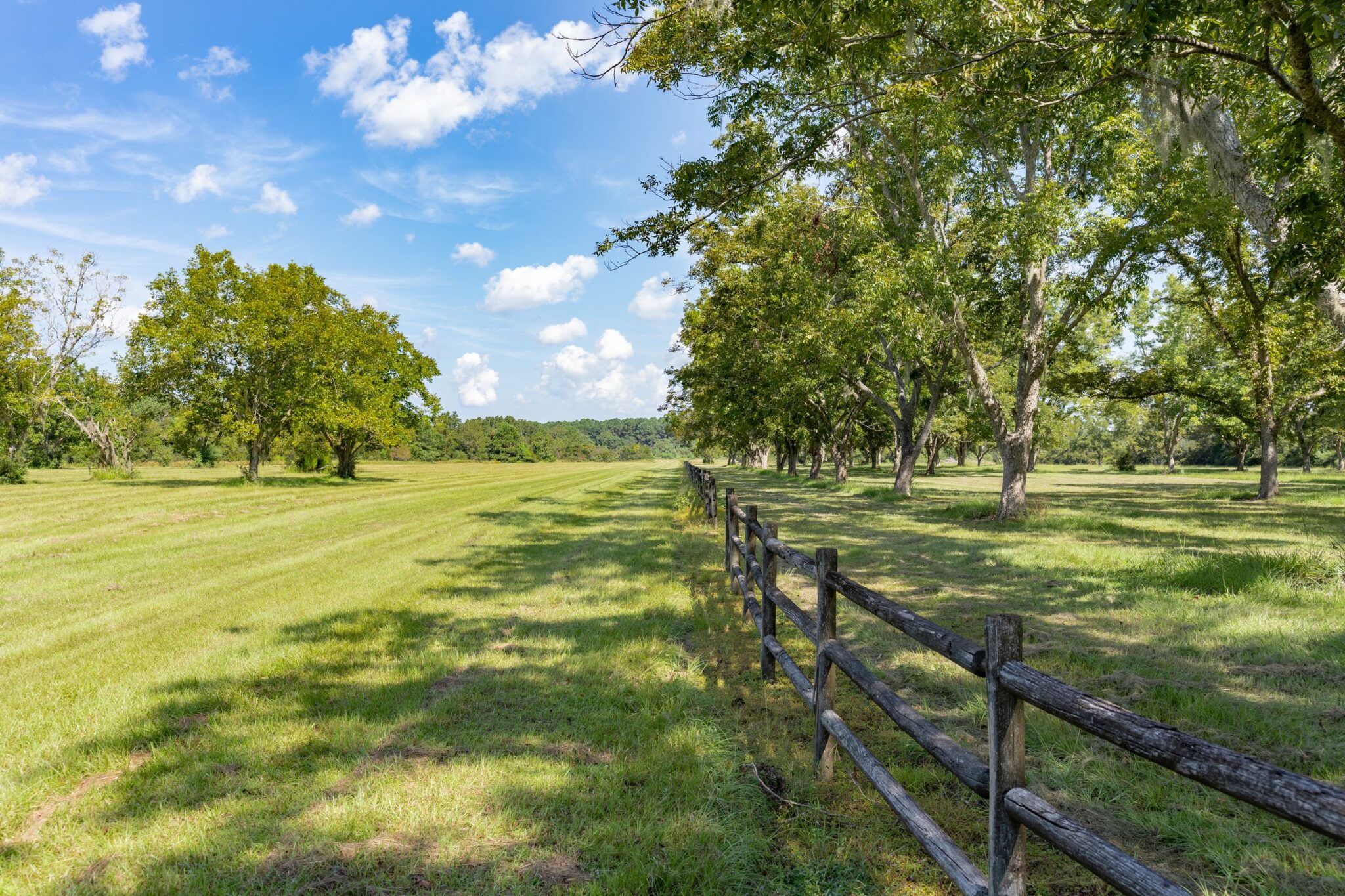 harrell farm meggett pecan orchard