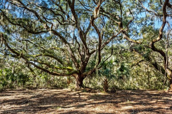 Agricultural estates on Johns Island, featuring ample homesites along the marshes of Chaplin's Creek, overlooking the Kiawah River. 3 Salty Oak Lane