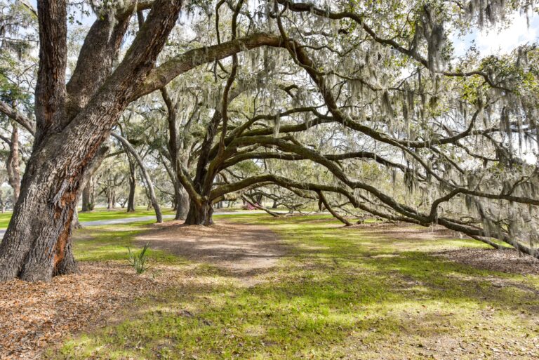 selkirk plantation