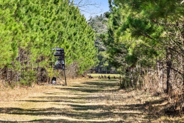 cedar swamp tree farm kingstree williamsburg county land for sale sc