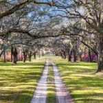 oak avenue kinloch plantation georgetown