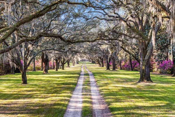 oak avenue kinloch plantation georgetown